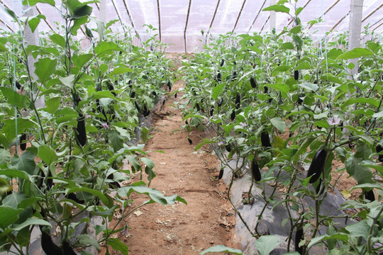 日光温室茄子栽培