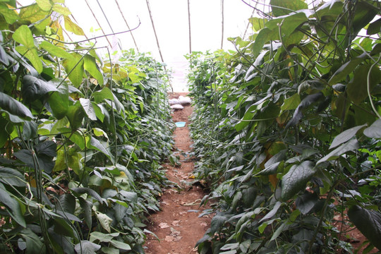 日光温室豇豆栽培