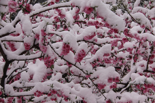 雪中桃花