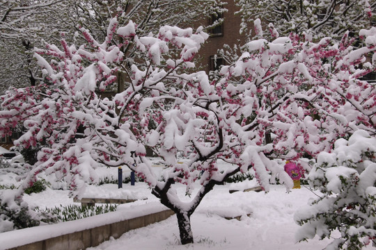 雪中桃花