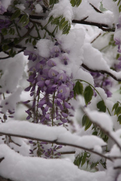 紫藤花雪景