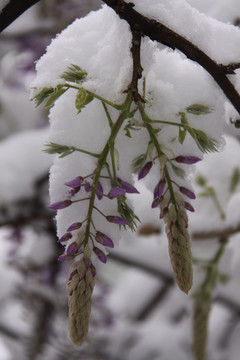 紫藤花雪景