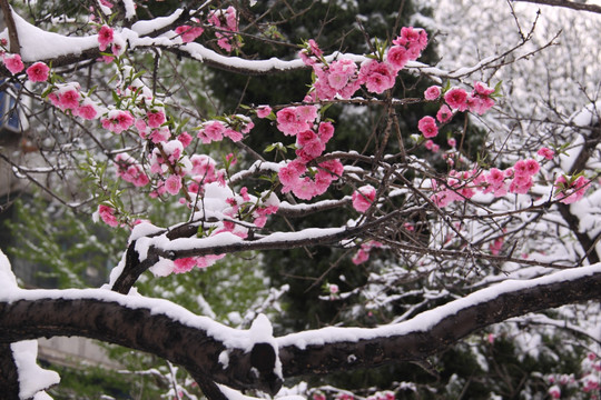 雪中桃花