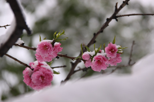 雪中桃花