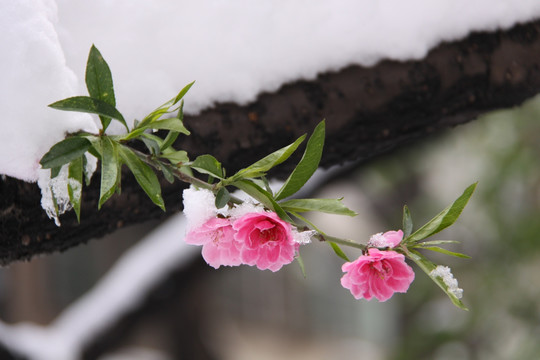 雪中桃花