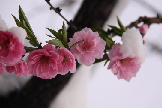 雪中桃花