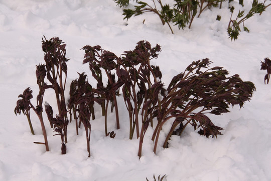 雪中牡丹