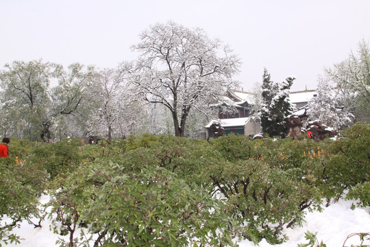 雪后树木