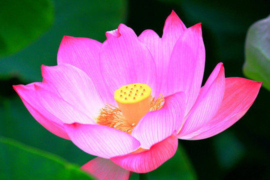 荷花