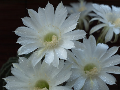 仙人球花 洁白 花朵 露珠