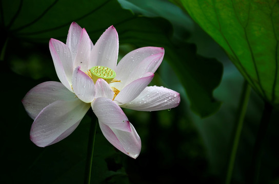 荷花