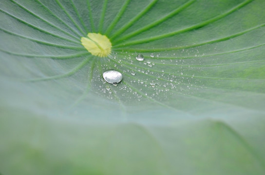 水珠