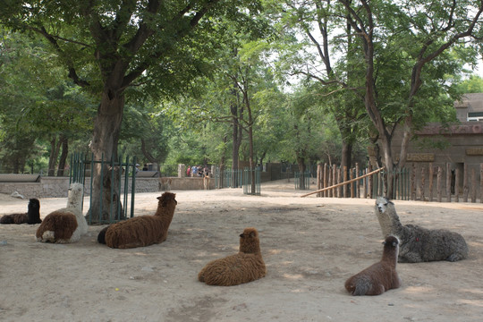 北京动物园羊驼