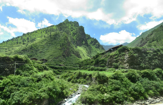 四川茂县山森林植被