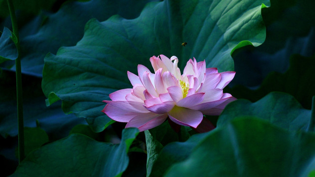 荷花