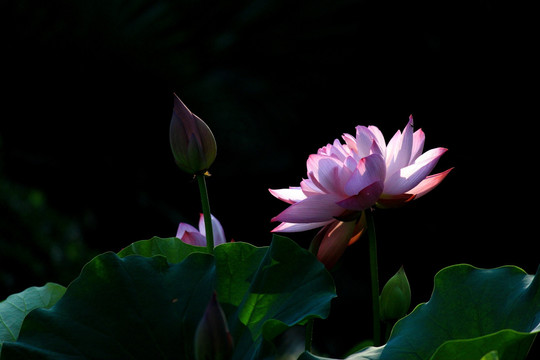 荷花