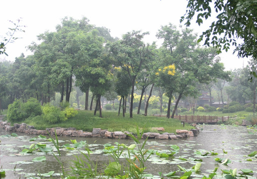 雨天北宁公园荷塘树木