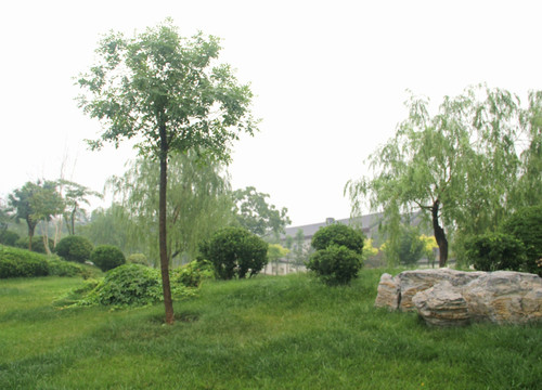 雨天北宁公园绿地树木