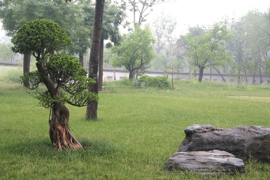 雨天北宁公园绿地树木盆景