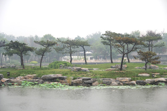 雨天北宁公园湖水草坪松树盆景