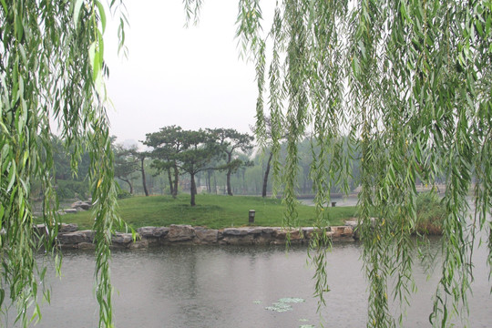 雨天北宁公园湖水松树盆景