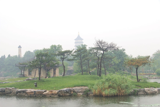 雨天北宁公园绿地松树盆景