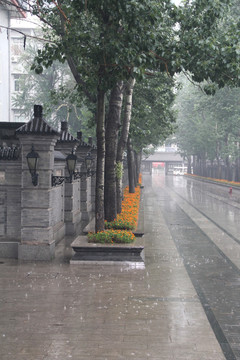 雨天天津北宁公园道路树木