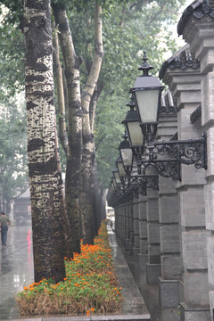 雨天北宁公园树木路灯