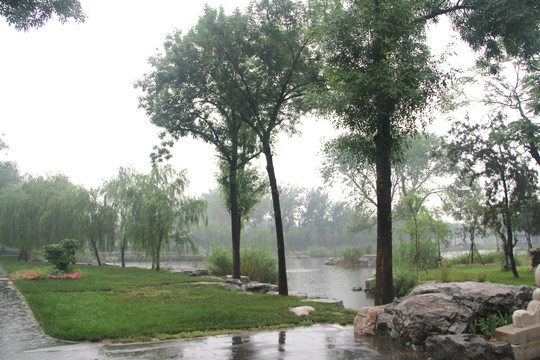 雨天天津北宁公园绿地树木