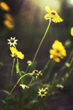 阳光下的太阳花