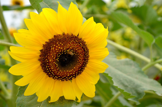 向日葵花 太阳花