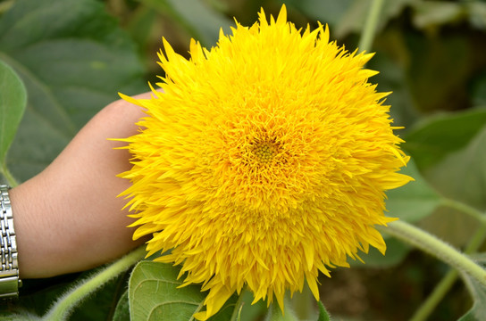 向日葵花 太阳花