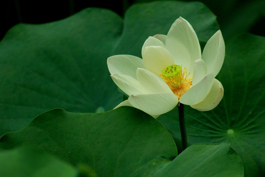 荷花