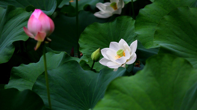 荷花