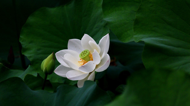 荷花