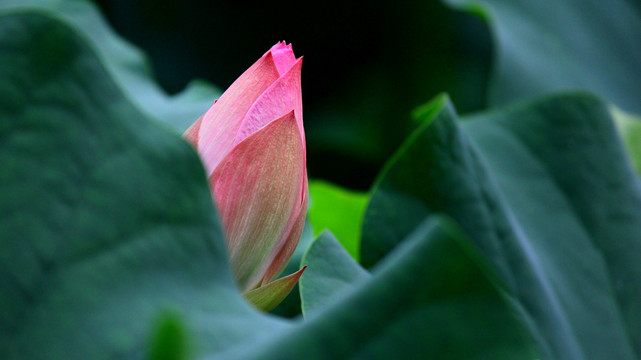 荷花