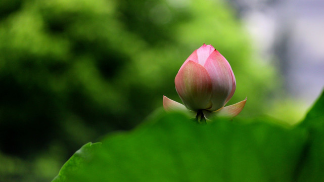 荷花