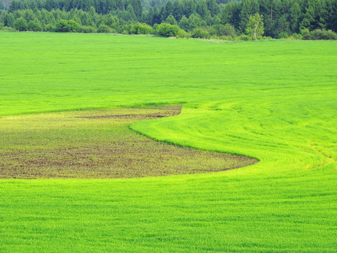 原野麦田