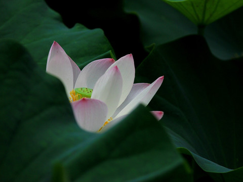 荷花仙子