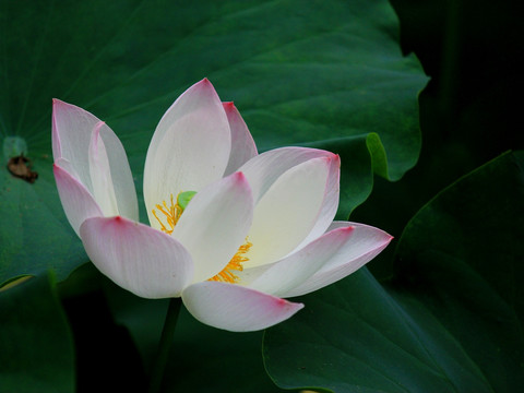荷花仙子