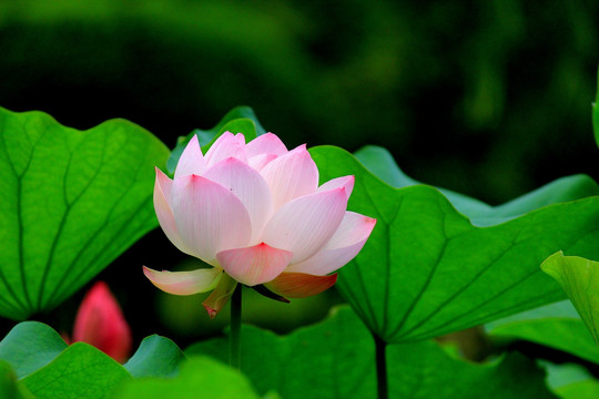 荷花