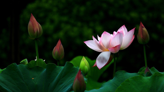 荷花