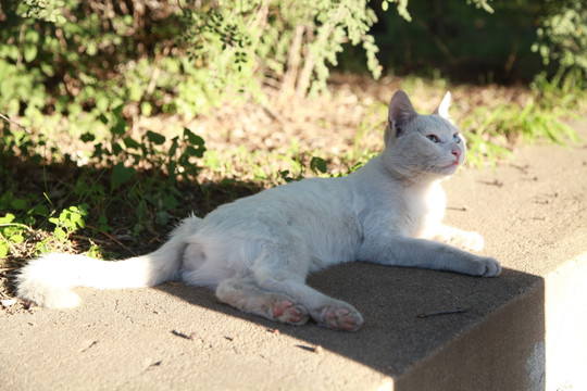 猫