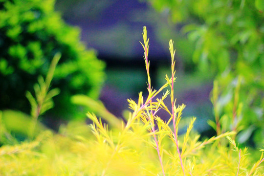 黄草