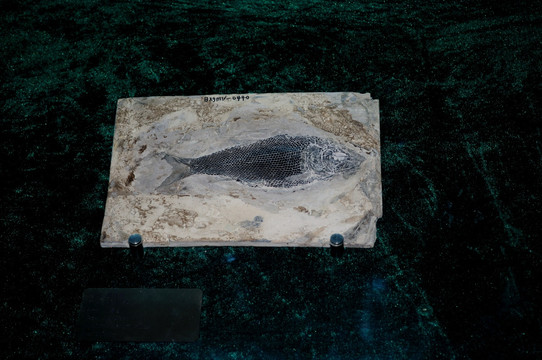 古生物化石  鳞齿鱼