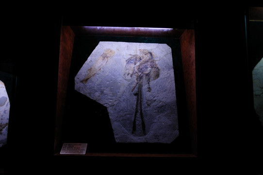 古生物化石 雄性孔子鸟