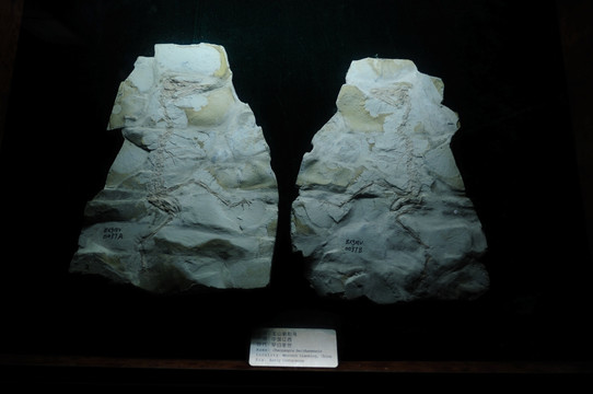 古生物化石 北山朝阳鸟