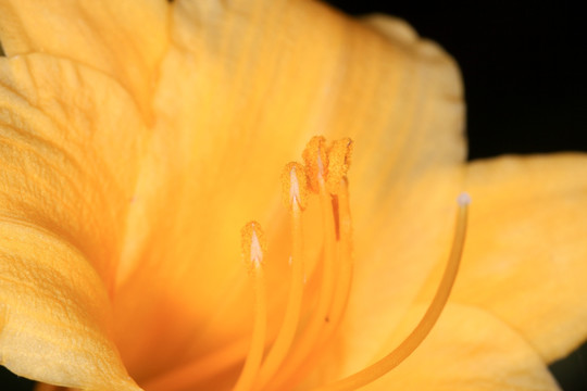 萱草 黄花菜 花卉素材