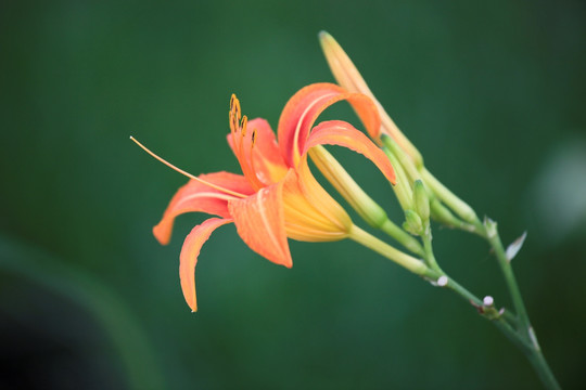 萱草 黄花菜 花卉素材