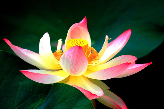 荷花
